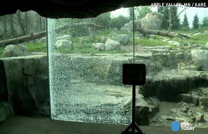 Netko ga je naljutio: Medvjed u zoo vrtu razbio zaštitno staklo