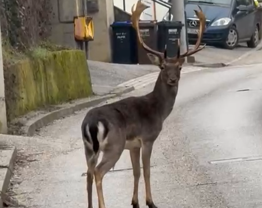 VIDEO Oprez, jelen na cesti! Mužjak se skita po Šestinama, ne smetaju mu ni automobili