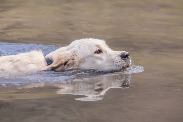 portrait of golden retrievers dog living in belgium