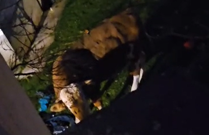 VIDEO Bik mjesecima terorizira Gračac, policija je već pet puta intervenirala: 'Bojimo se...'