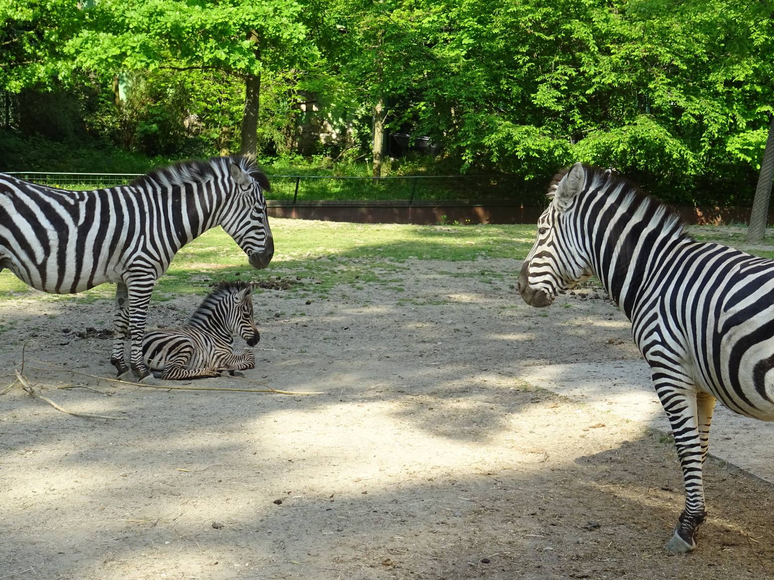 Zagrebački Zoo veći za člana: Zebra Sabina okotila mladunče