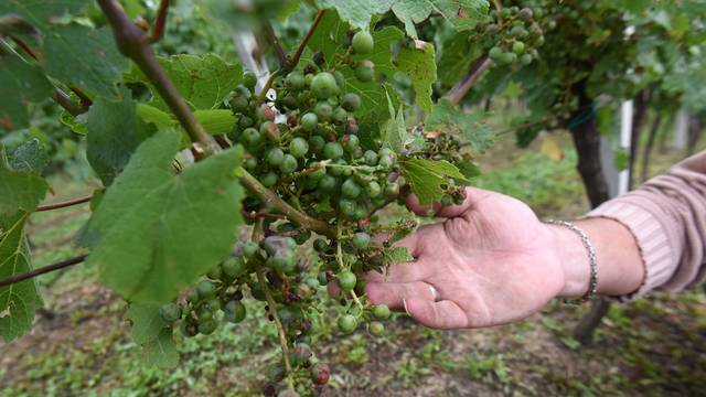 Tuča uništila vinograde: 'Sve je uništeno, posljedice su strašne'