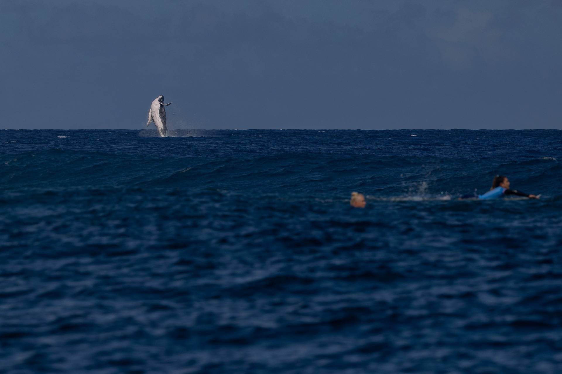 Humpback whale jumps above water during Paris 2024 Olympics Surfing Women's Semifinals in Teahupo'o, Tahiti, French Polynesia