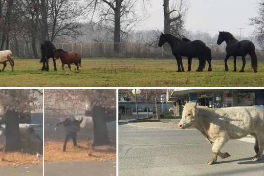 Bik Joza je pobjegao iz klaonice i bio u bijegu 16 dana, a sad ima novi dom i druži se s konjima