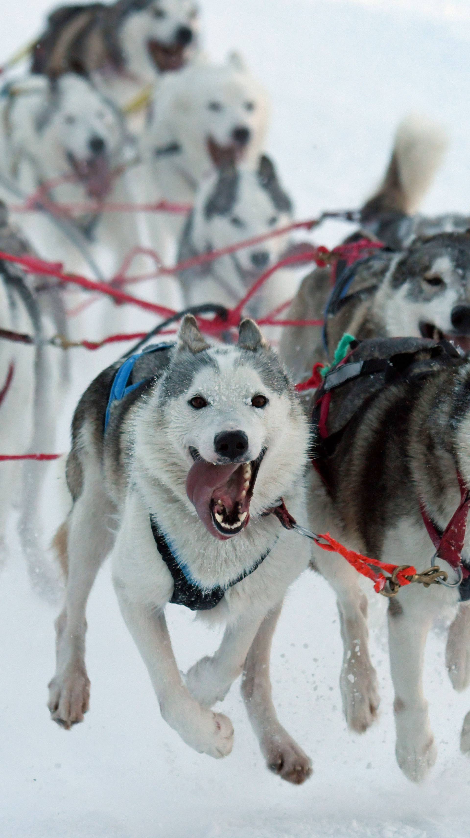 Dog sleigh racing in Bavaria