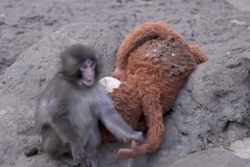 Japanski divlji snje&zcaron;ni majmuni suo&ccaron;avaju se s odstrelom