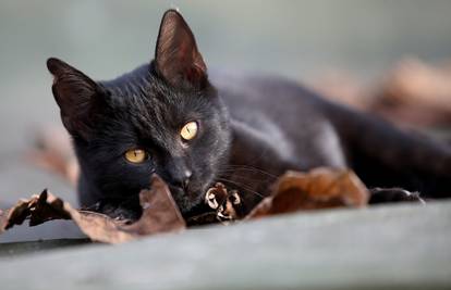 Zabranili udomljavanje crnih mačaka tijekom Halloweena: 'Ljudi se bave vještičarenjem'