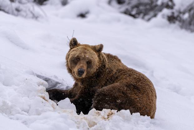 Medvjedi u Kuterevu uživaju u snijegu, zimski san još će malo pričekati