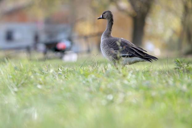 Sunčan dan na jezeru Savica