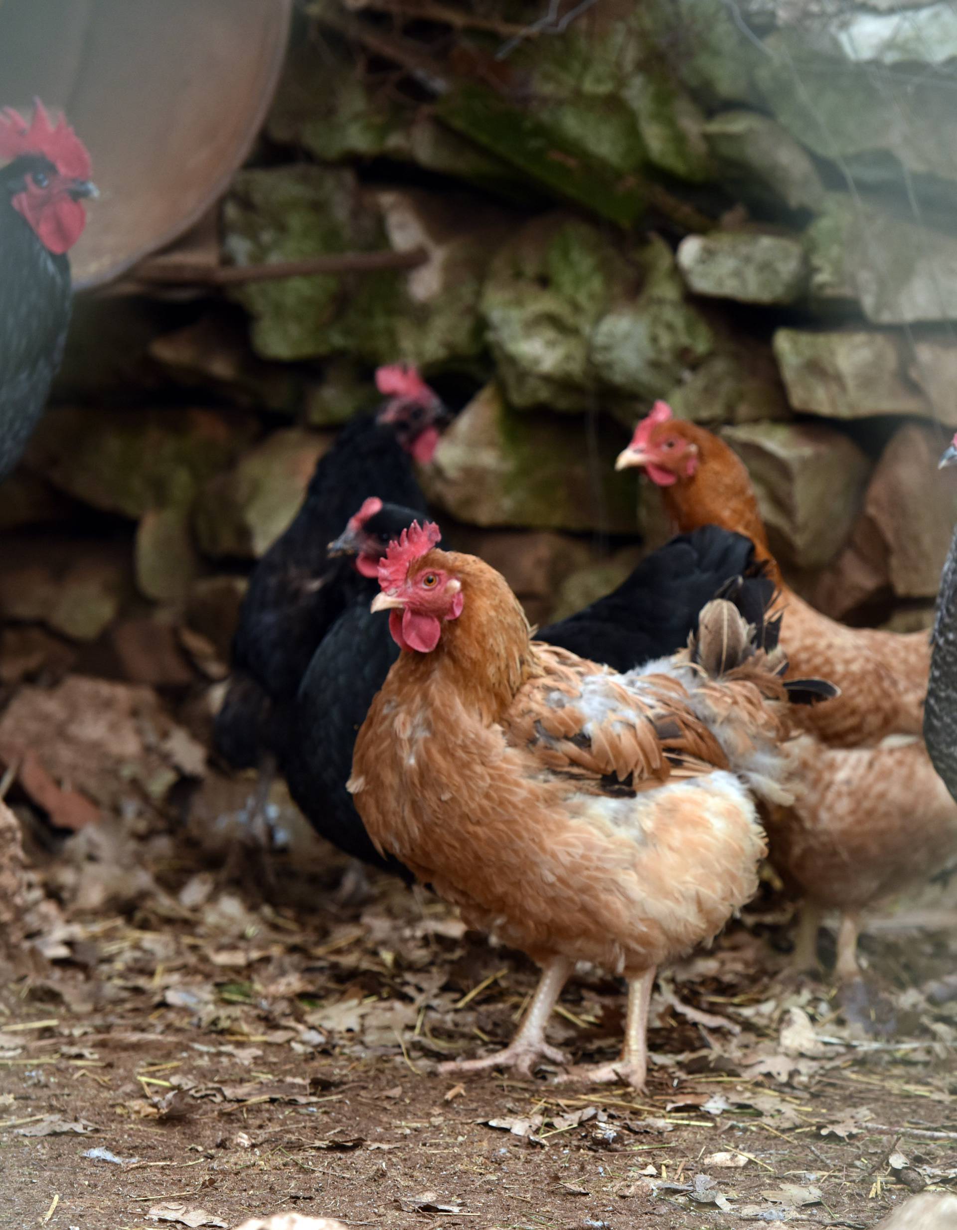 Ptičja gripa ponovo u Češkoj: Otkrili je na maloj farmi peradi