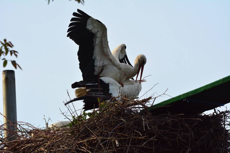 Klepetan je oprostio Malenoj: Već imaju nekoliko svojih jaja