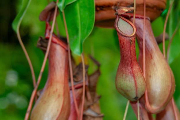 Close up from an exotic pot plant nepenthes