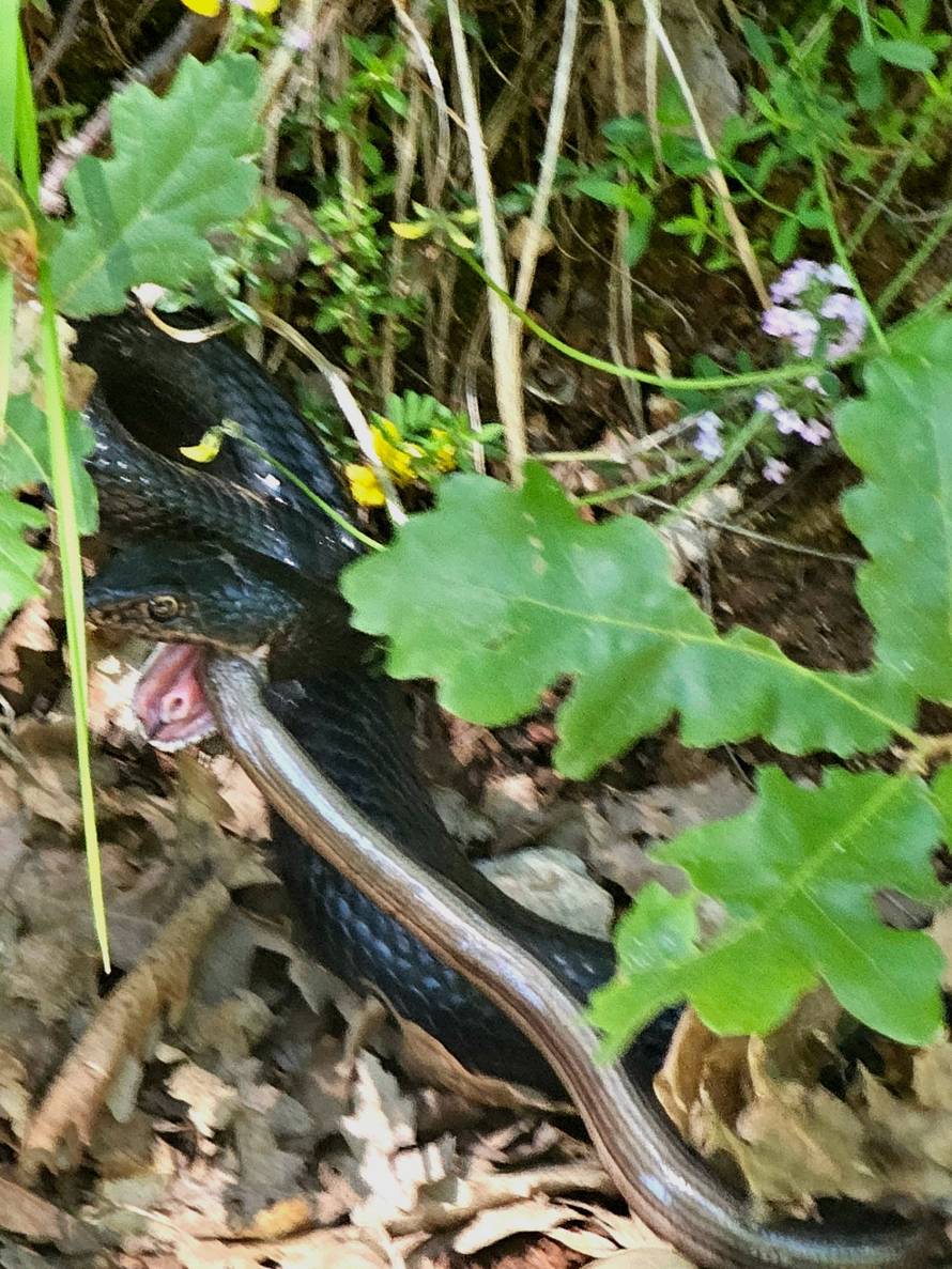 FOTO Okršaj zmije i guštera u Istri, stručnjak za 24sata: 'Crni gad napao je i pojeo sljepića!'