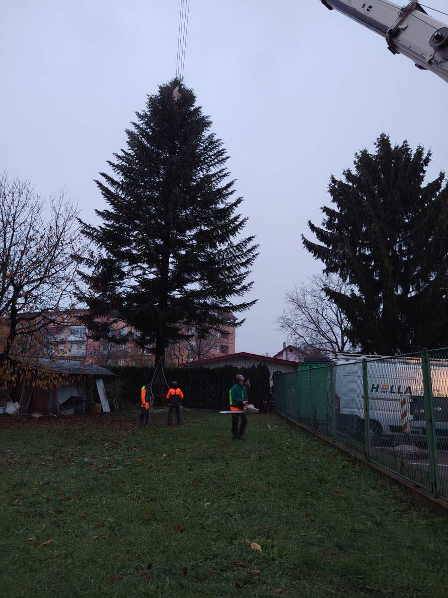 FOTO Ovo je jelka koje će ove godine biti na Trgu: 'Visoka je 18 metara, jako sam ponosan'