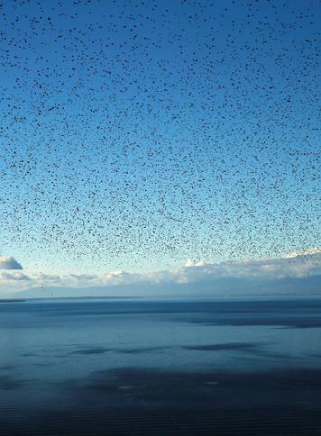 A flock of starlings flies over Lake Leman on an autumn morning in the Lavaux near Grandvaux