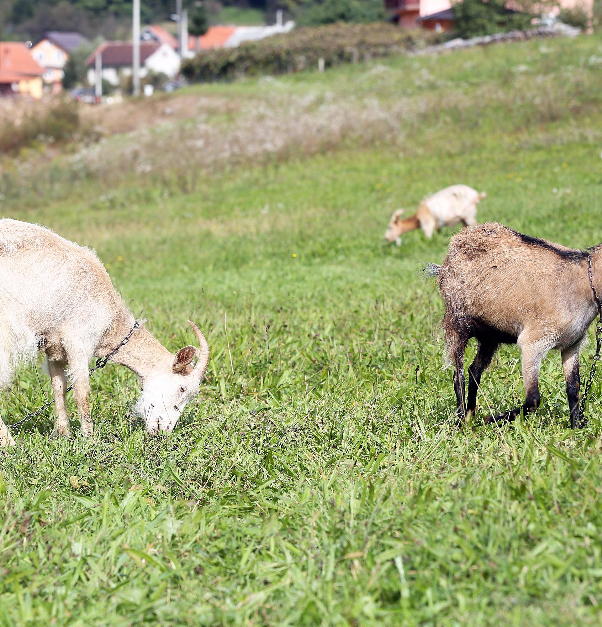 Rastaje se teška srca: Moje koze trebaju dom, pomozite mi