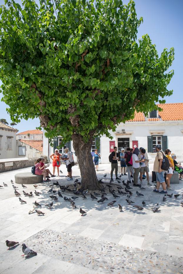 Dubrovnik: Ljetne vrućine u gradu