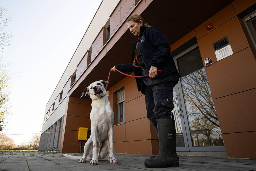 Zagreb: Priča o psima koji doniraju krv 
