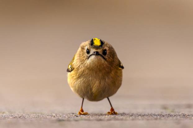 Angry Bird