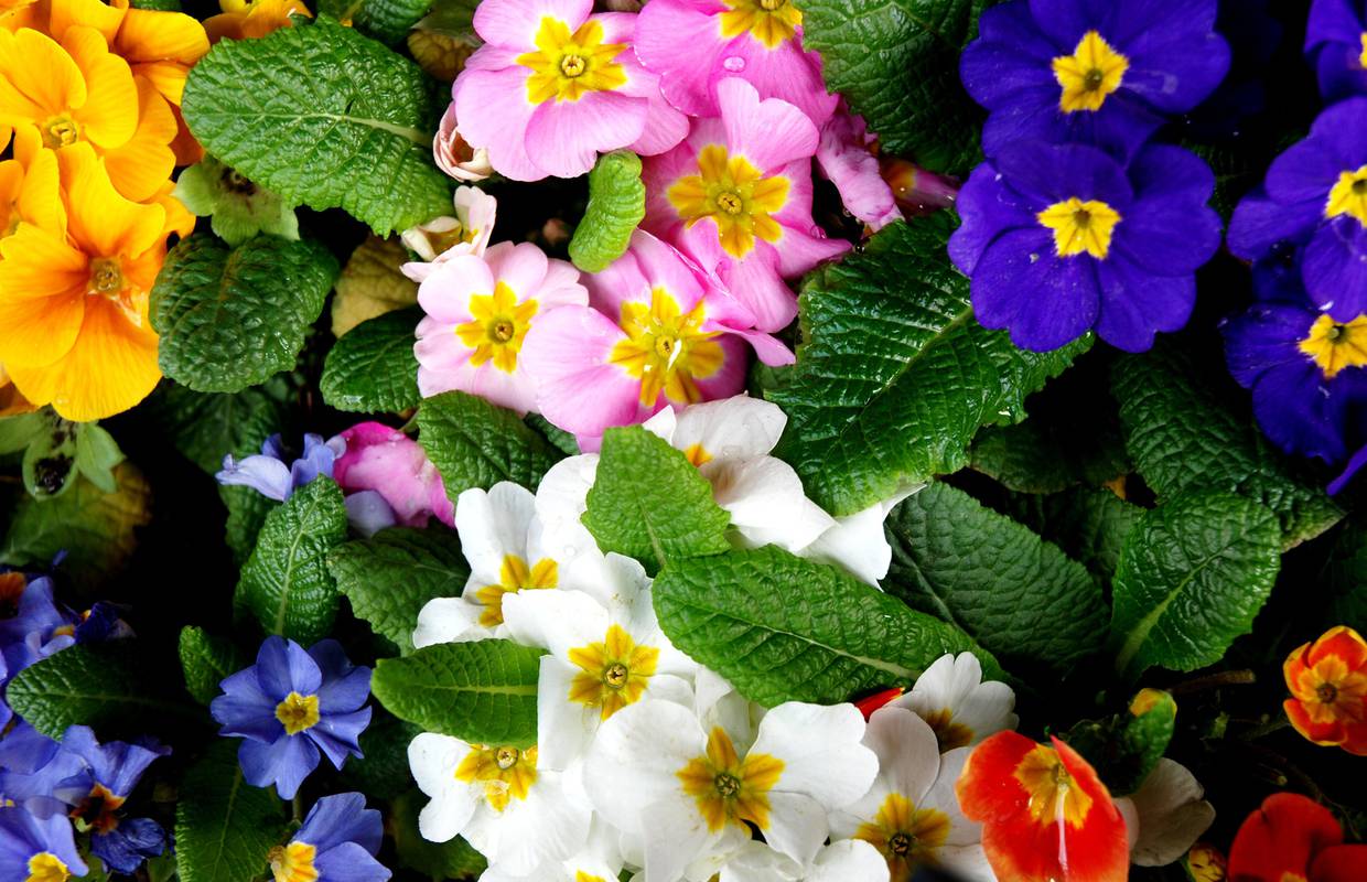 Proljetni 'veseljaci' jaglaci: Evo kako ćete ih lako održati u vrtu i u svojem domu da duže cvatu