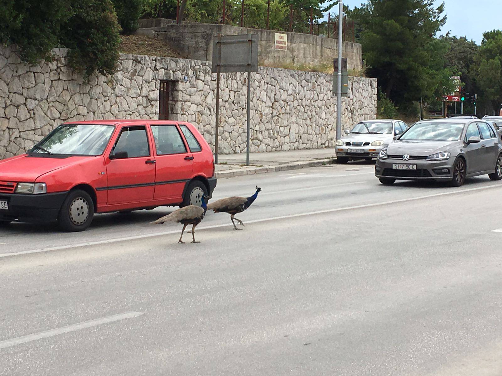 Prošetali Splitom: Paunovi su opet izazvali gužvu u prometu