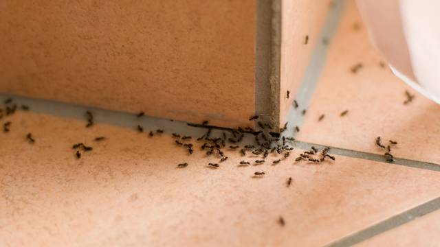 Kako se prirodno riješiti mrava?