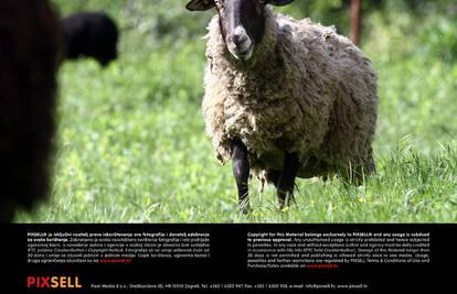 Vlasnik prodao ovcu, ona je hodala 35 km i vratila se doma