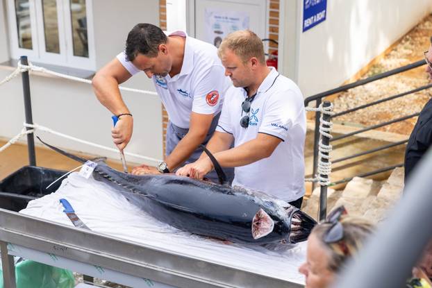 Tunalicious spektakl u Istri i međunarodno natjecanje u lovljenju kraljice Jadrana - tune