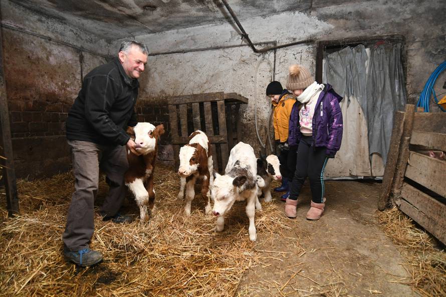 Donja Petrička: Četiri krave u OPG-u Miroslava Trgovca unutar nekoliko dana otelile su osam telića