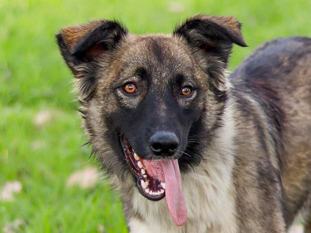 FOTO Ovi preslatki psići u Noinoj Arci čekaju samo vas da ih udomite