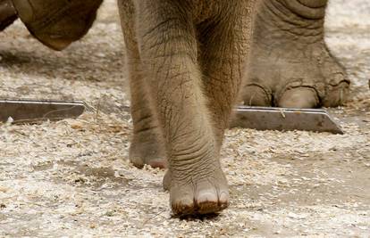 Slatka slonica stara mjesec i pol spremno pozirala fotografu