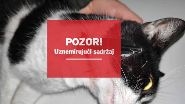 Policija traži divljaka u Istri. Iz samostrela pogodio mačku u vrat. Ona je čudesno preživjela