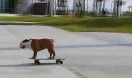 Bulldog Tillman obožava se voziti na skateu