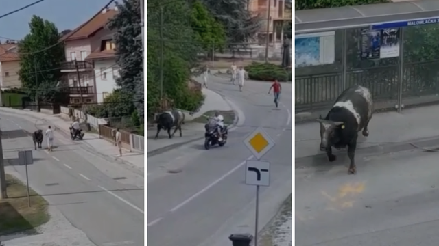 VIDEO Bik bježao i divljao po cesti: Tata, tata eno bik na ulici!