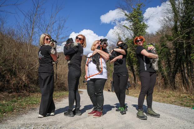 Žumberak: U organizaciji Miniature Schnauzers Croatia održano je druženje patuljastih šnaucera