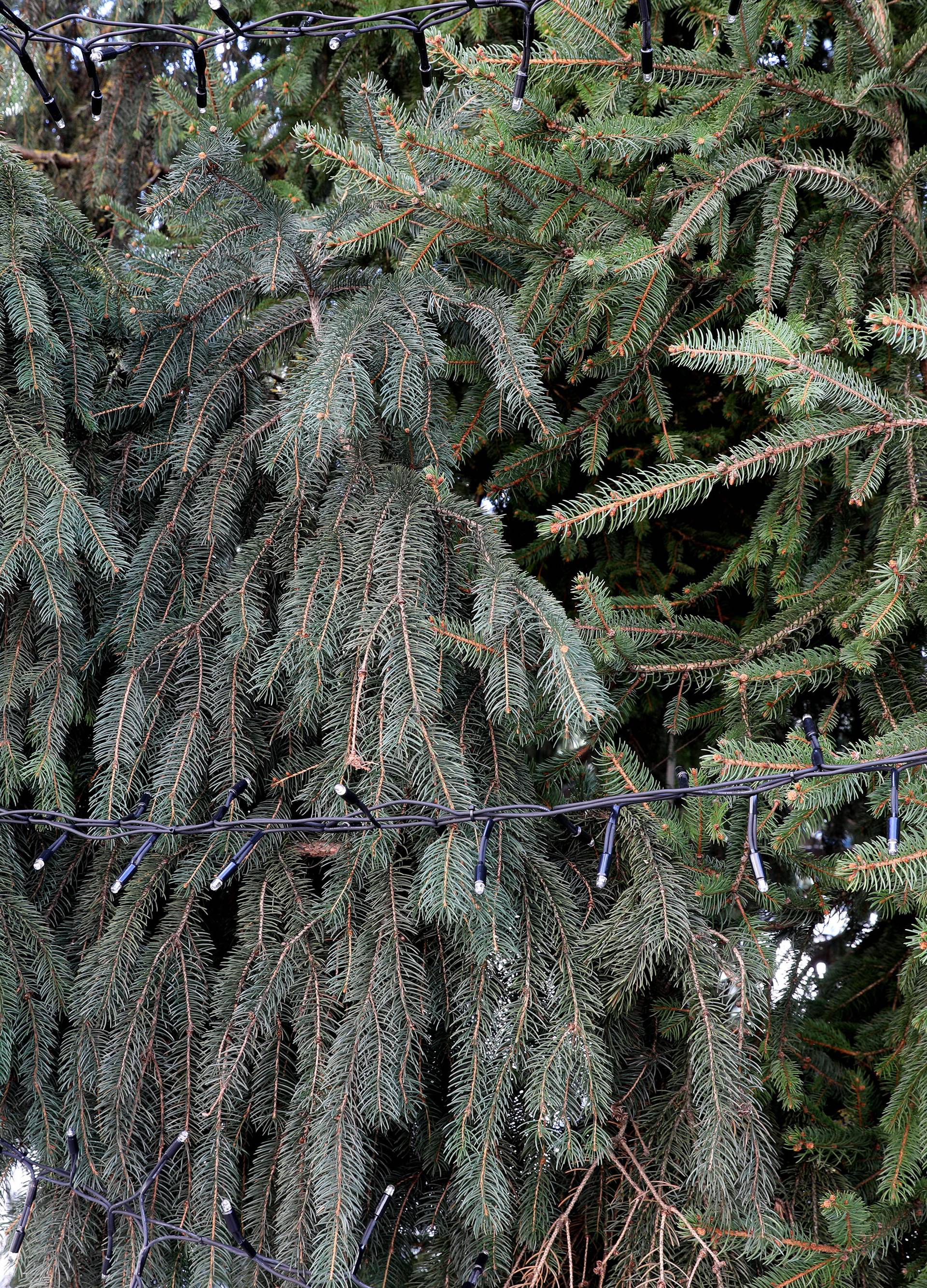 Božićno drvce s ekstenzijama: Pokrpali rupe da bolje izgleda