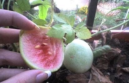 Bacala koštice u zemlju na balkonu pa izrasle lubenice