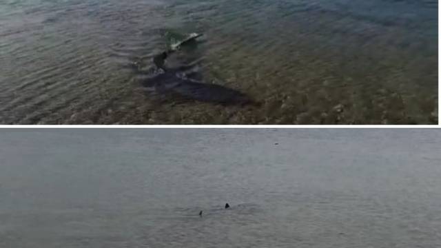 VIDEO Nakon Istre morski psi plivaju i u moru kod Pirovca