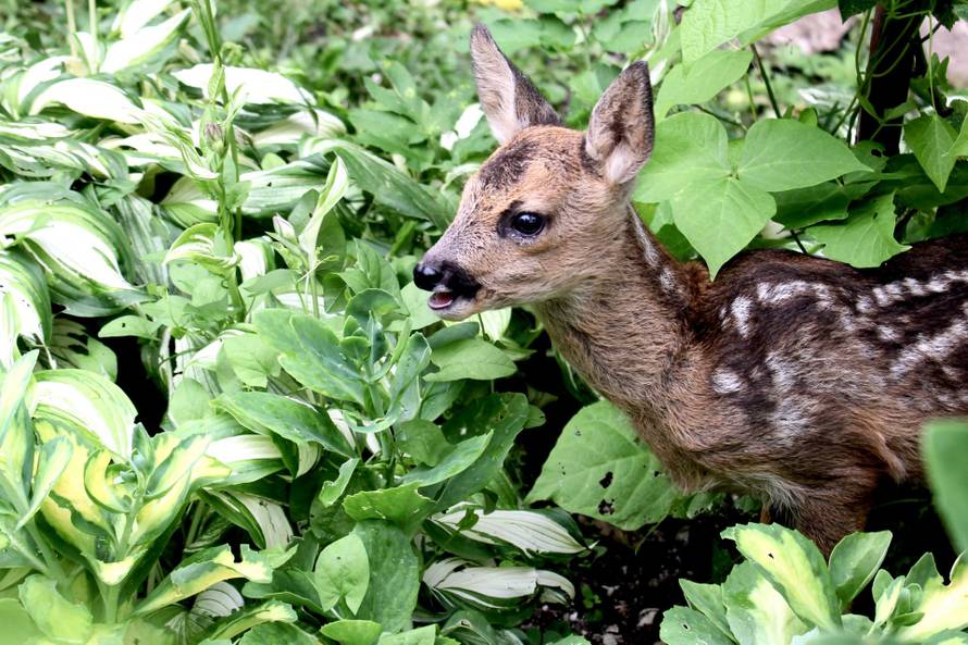 VIDEO Kod Jastrebarskog spasili lane: 'Bembo se sad sprijateljio s psom. Zna zaigrati i nogomet'