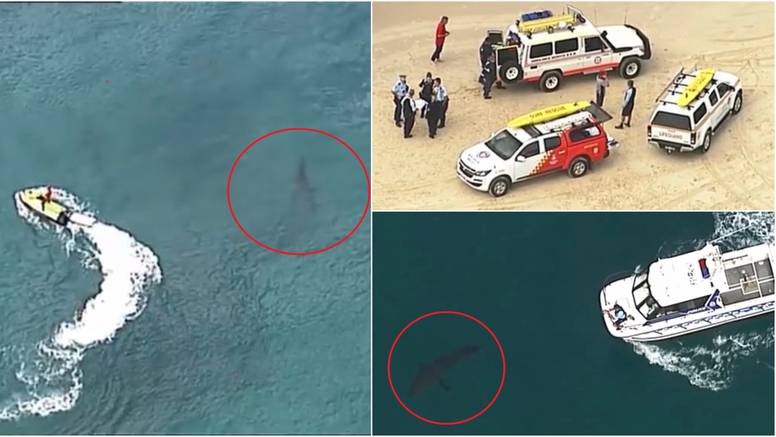 Surferi uspjeli otjerati morskog psa dugog tri metra: Napao im kolegu koji ipak nije preživio...