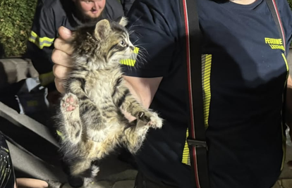 VIDEO Mačak švercer: Prešao 500 km sakriven u motoru auta iz Hrvatske do Austrije!