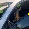 NEVJEROJATNE SCENE Srndać mu razbio šajbu i uletio u auto: 'Sav sam izgreban, imam i ovratnik'