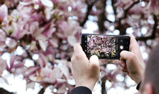 Prizori koje Zagrepčani čekaju cijelu godinu: Procvale su magnolije na Tomislavcu