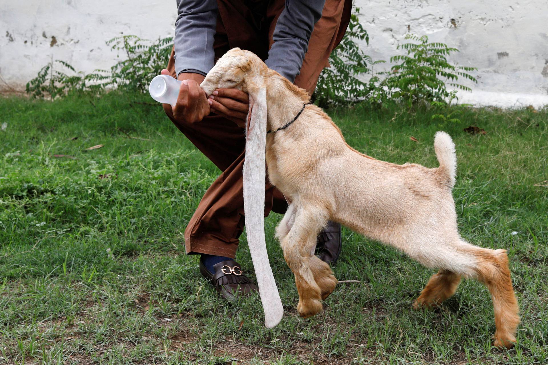 Simba, one month and four days old kid goat with 22-inch long ears, in Karachi
