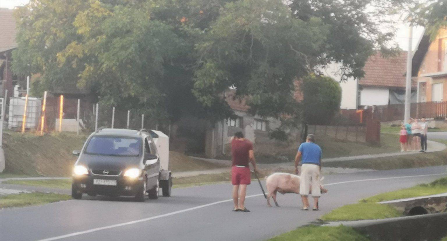 Prasica se prošetala cestom: 'Pa zar je krenula kod svog dečka?'