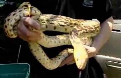 SAD: Žena pronašla zmiju u sušilici za rublje