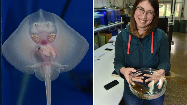 U pulskom Aquariumu izlegla se prva raža: Ime joj je Srećko