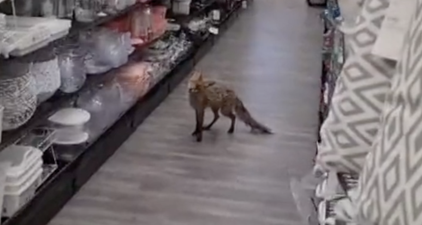 VIDEO Lisica ušla u dućan u Puli: 'Ne bi me čudilo da dođe opet'