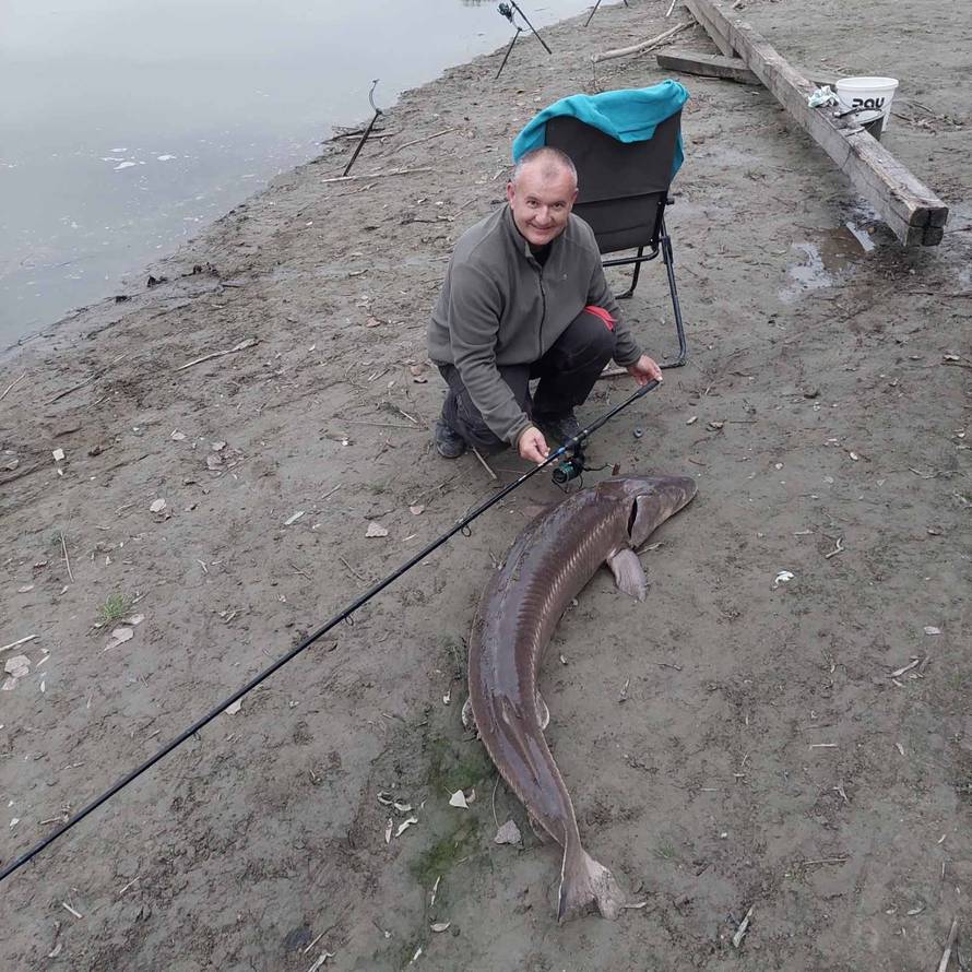 Ribič na Dravi upecao jesetru od 35 kilograma: 'Borili smo se 40 minuta, skakala je po rijeci'