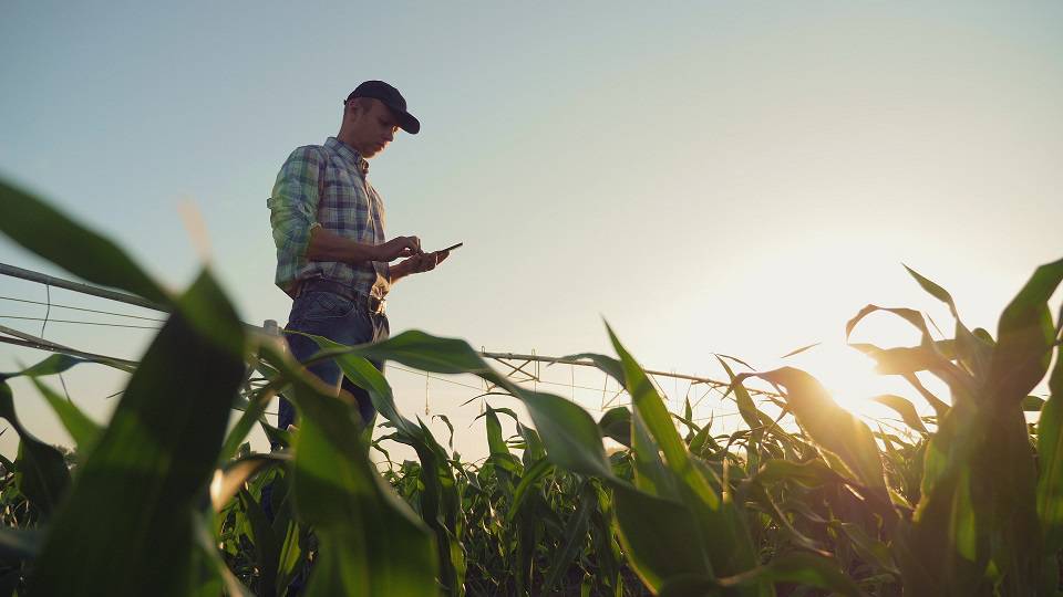 Young,Farmer,Working,In,A,Cornfield,,Inspecting,And,Tuning,Irrigation